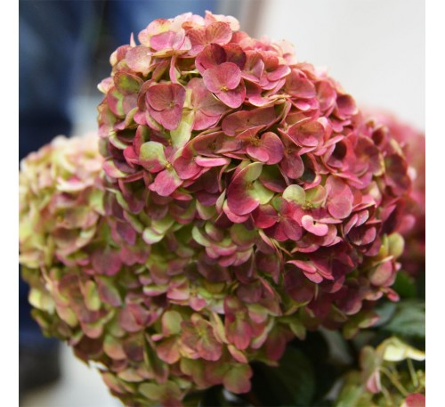 Гортензия Граффити 1 год